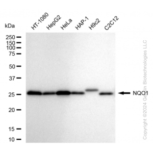 KD-Validated NQO1 Rabbit mAb (20 μl)
