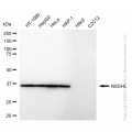 KD-Validated NSDHL Rabbit mAb (20 μl)