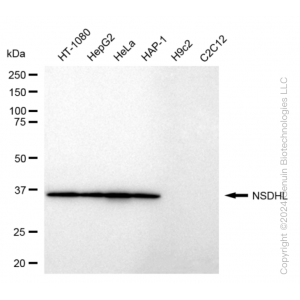 KD-Validated NSDHL Rabbit mAb (20 μl)
