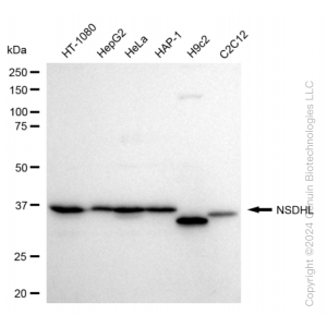 KD-Validated NSDHL Rabbit mAb (20 μl)