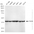 KD-Validated PA2G4 Rabbit mAb (20 μl)