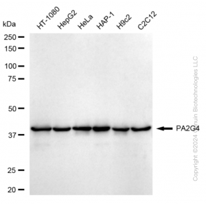 KD-Validated PA2G4 Rabbit mAb (20 μl)