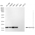 KD-Validated NDUFA13 Rabbit mAb (20 μl)