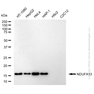KD-Validated NDUFA13 Rabbit mAb (20 μl)