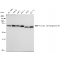 KD-Validated PDCE2 Rabbit mAb (20 μl)