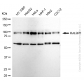 KD-Validated RALBP1 Rabbit mAb (20 μl)