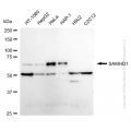 KD-Validated SAMHD1 Rabbit mAb (20 μl)