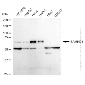 KD-Validated SAMHD1 Rabbit mAb (20 μl)