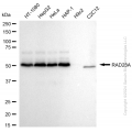 KD-Validated RAD23A Rabbit mAb (20 μl)