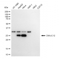 KD-Validated DNAJC12 Rabbit mAb (20 μl)