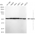 KD-Validated RBBP4 Rabbit mAb (20 μl)