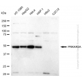 KD-Validated PRKAR2A Rabbit mAb (20 μl)