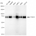 KD-Validated FOXO1 Rabbit mAb (20 μl)