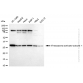 KD-Validated PSME1 Rabbit mAb (20 μl)