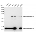 KD-Validated FOXO4 Rabbit mAb (20 μl)