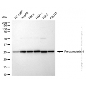 KD-Validated PRDX4 Rabbit mAb (20 μl)