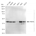 KD-Validated PRMT6 Rabbit mAb (20 μl)