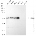 KD-Validated SMAD1 Rabbit mAb (20 μl)