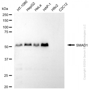 KD-Validated SMAD1 Rabbit mAb (20 μl)