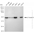 KD-Validated TUBB3 Rabbit mAb (20 μl)