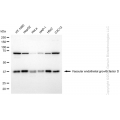 KD-Validated VEGFD Rabbit mAb (20 μl)