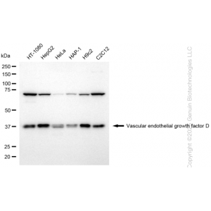 KD-Validated VEGFD Rabbit mAb (20 μl)