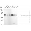 KD-Validated TPBG Rabbit mAb (20 μl)
