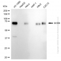 KD-Validated SOX9 Rabbit mAb (20 μl)