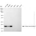 KD-Validated ITGA5 Rabbit pAb (20 μl)