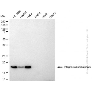 KD-Validated ITGA5 Rabbit pAb (20 μl)