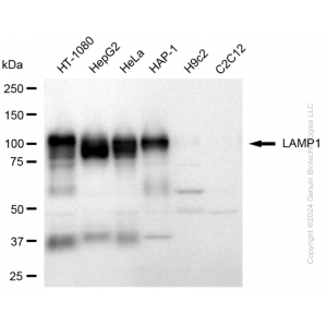 KD-Validated LAMP1 Rabbit pAb (20 μl)