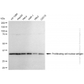 KD-Validated PCNA Rabbit pAb (20 μl)