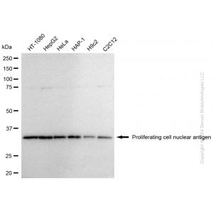 KD-Validated PCNA Rabbit pAb (20 μl)