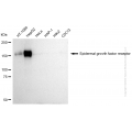 KD-Validated EGFR Rabbit pAb (20 μl)