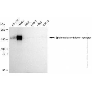KD-Validated EGFR Rabbit pAb (20 μl)