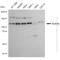 KD-Validated BUB1B Rabbit pAb (20 μl)