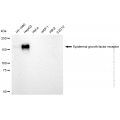 KD-Validated EGFR Rabbit pAb (20 μl)