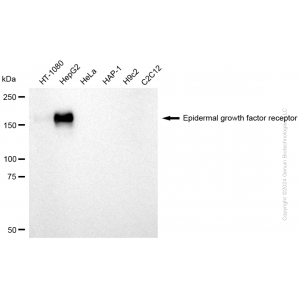 KD-Validated EGFR Rabbit pAb (20 μl)