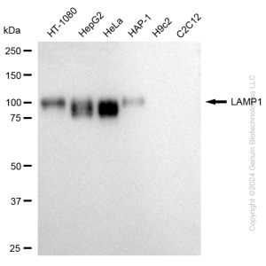 KD-Validated LAMP1 Mouse mAb (20 μl)