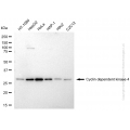 KD-Validated CDK2 Mouse mAb (20 μl)