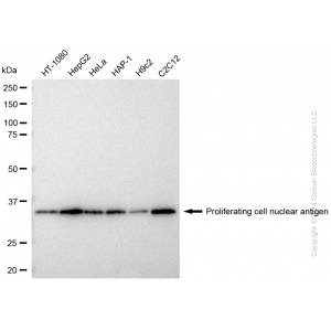 KD-Validated PCNA Mouse mAb (20 μl)