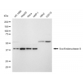 KD-Validated ENGL Rabbit mAb (20 μl)