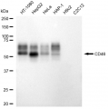 KD-Validated CD46 Rabbit mAb (20 μl)