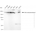 KD-Validated DNMT1 Rabbit mAb (20 μl)