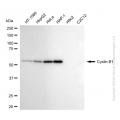 KD-Validated CCNB1 Rabbit mAb (20 μl)
