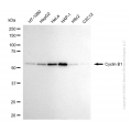 KD-Validated CCNB1 Rabbit mAb (20 μl)
