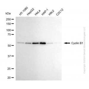 KD-Validated CCNB1 Rabbit mAb (20 μl)