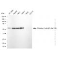 KD-Validated Phospho-CCNB1 (Ser126) Rabbit mAb (20 μl)