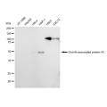 KD-Validated GAP43 Rabbit mAb (20 μl)
