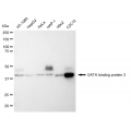 KD-Validated GATA3 Rabbit mAb (20 μl)